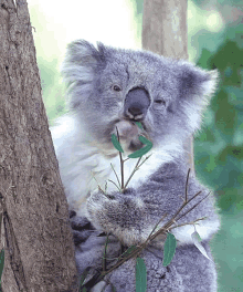 chewing koala