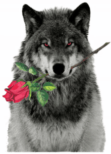 lobo wolf rose flower stare