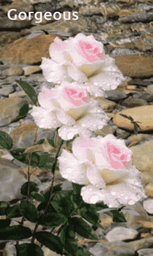 Gorgeous Roses Pink White Rose GIF - Gorgeous Roses Pink White Rose Lovely Roses GIFs