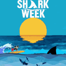 Sharkweek Discovery GIF - Sharkweek Discovery Tv GIFs