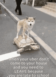 school uber late dog funny