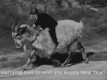 New Year Goat Rider GIF - New Year Goat Rider Goat GIFs
