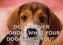 Beagle Sniff GIF - Beagle Sniff Cute GIFs