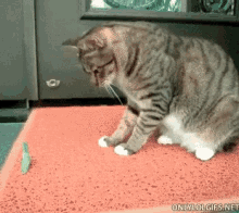 Bugs Cat GIF - Bugs Cat Praying Mantis GIFs