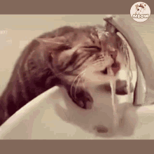 Cat Cute GIF - Cat Cute Drinking Water GIFs