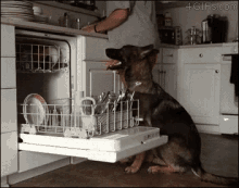 Dog Dishwasher GIF - Dog Dishwasher GIFs