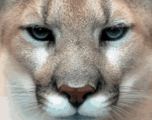 Puma Thug Life GIF - Puma Thug Life Shades On GIFs