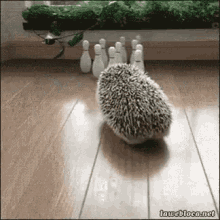 Bowling Hedgehog GIF - Bowling Hedgehog Funny GIFs