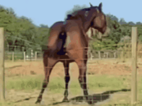 Horse Anal Gif