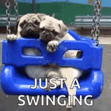 Funny Animals Pugs GIF - Funny Animals Pugs Swinging GIFs