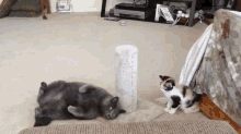 Kapow GIF - Animals Cats Kittem GIFs