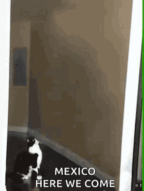 cats-abduction.gif