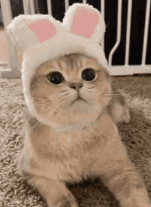 Cat Cat Yes GIF - Cat Cat Yes GIFs