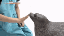 Seal Cute Seal GIF - Seal Cute Seal Squish GIFs