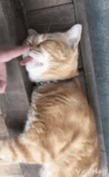 qwert aaaaa train cat cute cat qwert aaaaa train cat cute cat