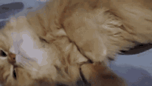 Persian Cat GIF - Persian Cat Cat GIFs
