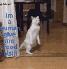 Give Me Food Please Cat GIF - Give Me Food Please Cat Hungry GIFs