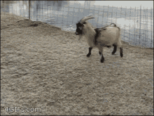 animals-goat.gif