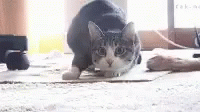 Cat Butt Wiggle GIF - Cat Butt Wiggle Shake GIFs