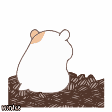 girasol hamster