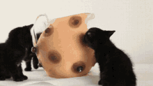 Cursed Kittens GIF - Cursed Kittens Tihi GIFs