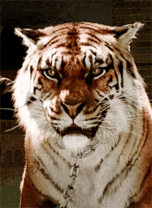 Tiger Grrr GIF - Tiger Grrr Growl GIFs