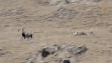 Chasing Snow Leopards101 GIF - Chasing Snow Leopards101 Predator GIFs