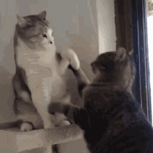 Cat Cat Fight GIF - Cat Cat Fight Slap GIFs