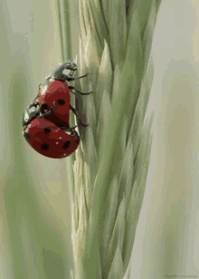Ladybug Insect GIF - Ladybug Bug Insect GIFs