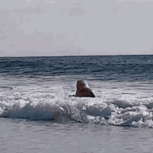 trex wave world surf league wipeout ocean trex wave world surf league wipeout ocean