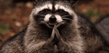 evil plan evil smile fight me evil raccoon evil plan evil smile fight me evil raccoon