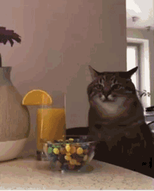 Cat Bored GIF - Cat Bored Lonely GIFs