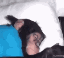 Wake Up Chimp Bagheera GIF - Wake Up Chimp Bagheera Chimp GIFs