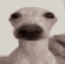 Dog Pain GIF - Dog Pain White Dog GIFs