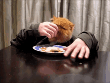 Cats Feed GIF - Cats Feed Cat Eating GIFs