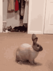 Shocked Surprised GIF - Shocked Surprised Bunny GIFs