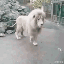 Viralhog Lion GIF - Viralhog Lion Afraid GIFs
