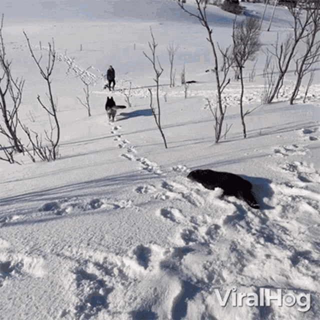 Otters Sliding Down Viralhog GIF - Otters Sliding Down Viralhog Otters Playing In The Snow GIFs