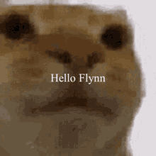 Hello Flynn Cat Hi Flynn GIF - Hello Flynn Cat Hello Flynn GIFs