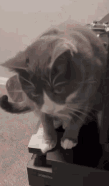 Feral Cat Ratio GIF - Feral Cat Ratio Cat GIFs