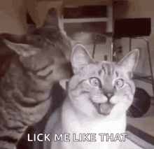 Funny Cats GIF - Funny Cats Fun GIFs