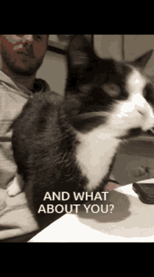 What About You And How About You GIF - What About You And How About You Cat GIFs