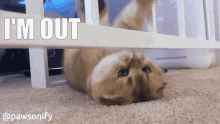 Scottish Fold Pawsonify GIF - Scottish Fold Pawsonify Funny Cat GIFs