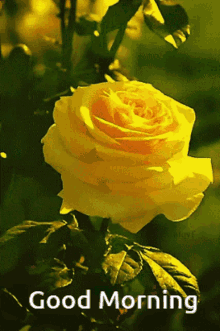 Good Morning Yellow Rose Yellow Rose With Good Morning Quote GIF - Good Morning Yellow Rose Yellow Rose With Good Morning Quote Yellow Rose Gif GIFs