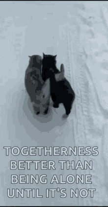 Cats Snow GIF - Cats Snow Best GIFs