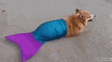 Corgi Mermaid GIF - Corgi Mermaid Mer Dog GIFs