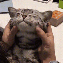 Smile Cat GIF - Smile Cat Cute GIFs