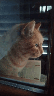 Cat Kitty GIF - Cat Kitty Cat Window GIFs