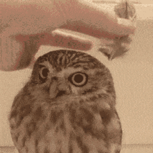 animal owl cute