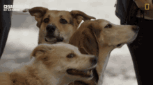 Look Cesar Millan GIF - Look Cesar Millan Cesar Millan Better Human Better Dog GIFs